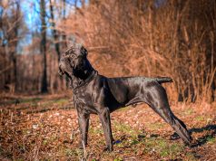 Le Cane Corso : Caractère et alimentation de la race Cane Corso