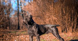 Le Cane Corso : Caractère et alimentation de la race Cane Corso
