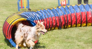 Nice accueille le Woofest : un week-end dédié aux amis à quatre pattes Woofest Nice 2024