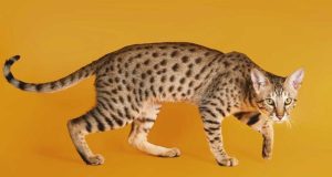 La race Ashera, le chat le plus cher et le plus grand au monde Ashera