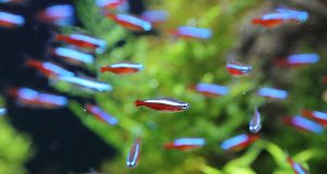 Tout savoir sur les espèces de poissons Characiformes