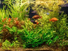Quels poissons d’eau douce choisir en fonction de la taille de votre aquarium ? poissons d’eau douce choisir en fonction de la taille de votre aquarium
