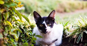 Les races de chat noir et blanc races de chat noir et blanc