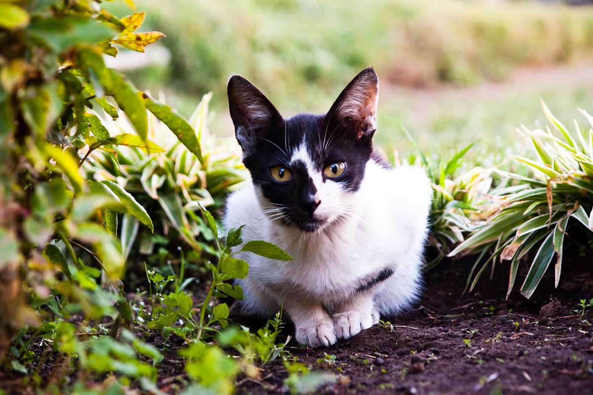 races de chat noir et blanc