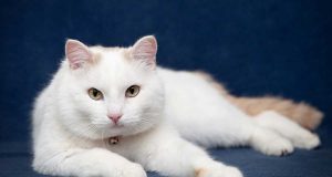 Les races de chat au pelage blanc : des félins d’une beauté éclatante races de chat au pelage blanc