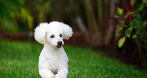 Les races de chien pesant entre 5 et 10 kilos