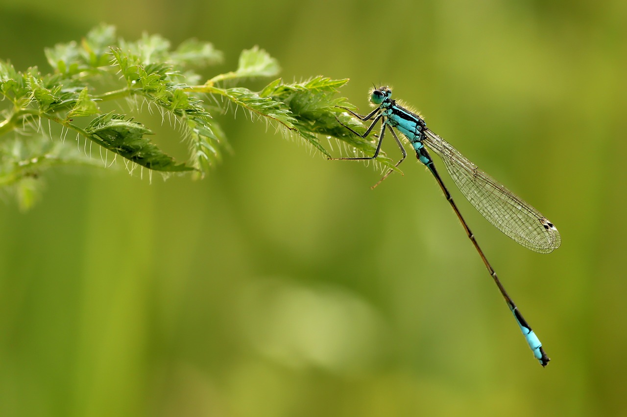 Libellule est un animal commençant par le lettre l