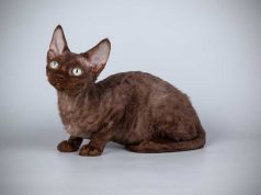 Le Devon Rex : Caractère et alimentation de la race race de chat Devon Rex