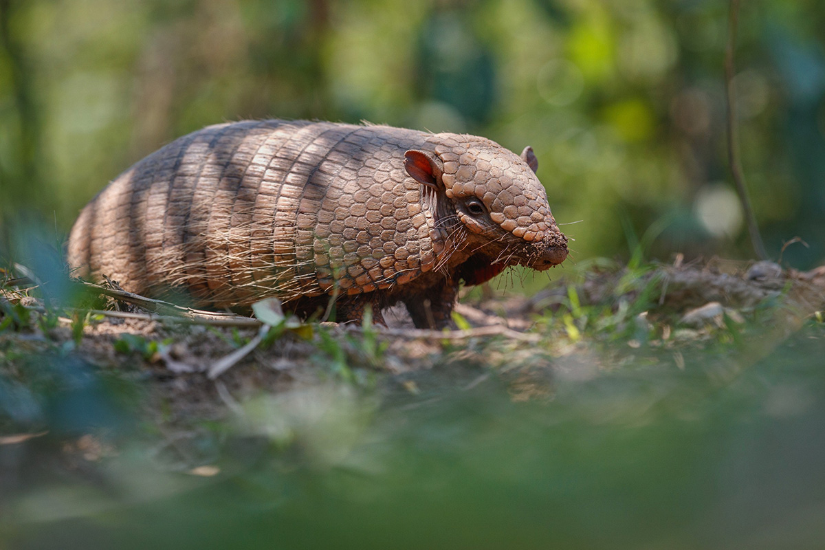 Pangolin