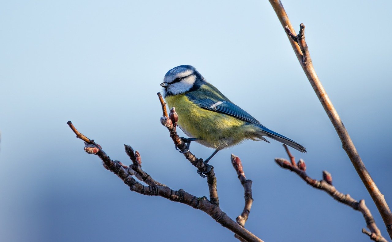 Mésange