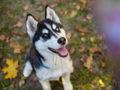 Alaskan Klee Kai : Caractère et alimentation de la race Alaskan Klee Kai