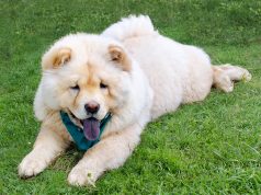Chow-chow : Caractère et alimentation de la race Chow-chow