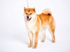 Shiba Inu : Caractère et alimentation de la race Shiba Inu