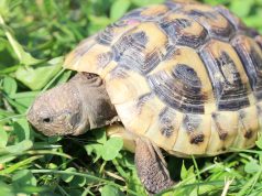 Tortue d’Hermann : tout savoir sur cette espèce Tortue d’Hermann
