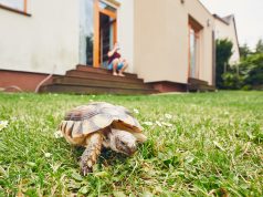 Comment aménager votre enclos de jardin pour votre tortue terrestre ? aménager votre enclos de jardin pour votre tortue terrestre