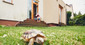 Comment aménager votre enclos de jardin pour votre tortue terrestre ? aménager votre enclos de jardin pour votre tortue terrestre