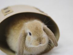 Quelle est la durée de vie d’un lapin domestique ? durée de vie d'un lapin domestique