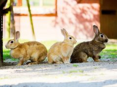 Le lapin domestique : Caractéristiques et alimentation lapin domestique