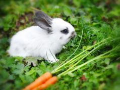 Quels légumes peut manger mon lapin domestique ? légumes peut manger mon lapin domestique