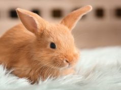 Nom de lapin : 100 idées pour mâles et femelles nom de lapin