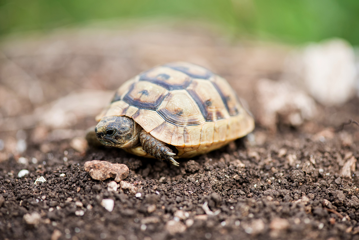 Tortue grecque