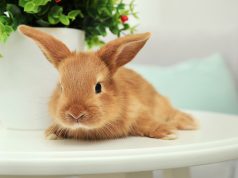 Quel est le prix d’un lapin domestique ?