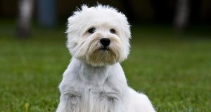 Les 9 races de chien qui ont le pelage doux et soyeux