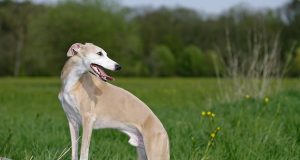 Les races de chien pesant entre 10 et 15 kilos races de chien pesant entre 10 et 15 kilos