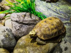 Accueillir des tortues terrestres : Conseils et astuces