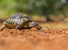 Tortues terrestres : les espèces et leurs besoins tortues terrestres