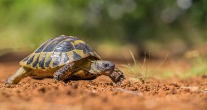 Tortues terrestres : les espèces et leurs besoins tortues terrestres