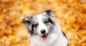 Les races de chien qui ont des caractères hyper sensibles races de chien qui ont des caractères hyper sensibles