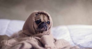 Les races de chien qui pètent le plus races de chien qui pètent le plus