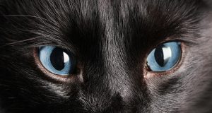 Chat noir aux yeux bleus : légendes, caractéristiques et adoption Chat noir aux yeux bleus
