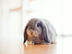 Le lapin bélier, compagnon à oreilles tombantes ! lapin bélier