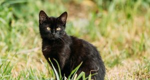 100 idées de prénoms et de noms pour votre chat noir prénoms et de noms pour votre chat noir