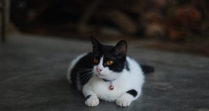 100 idées de prénoms et de noms pour votre chat noir et blanc noms pour votre chat noir et blanc