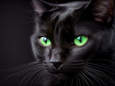 11 races de chats noirs aux yeux verts que vous adorerez races de chats noirs aux yeux verts