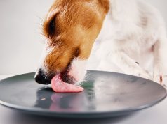 Pourquoi laisser votre chien lécher la vaisselle peut vous rendre malade laisser votre chien lécher la vaisselle