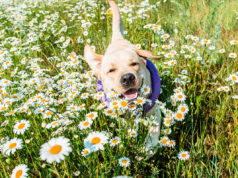 7 conseils d’un vétérinaire pour protéger votre chien des allergies printanières protéger votre chien des allergies printanières