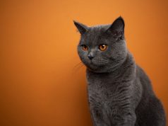 Quelle est la durée de vie d’un British Shorthair ?