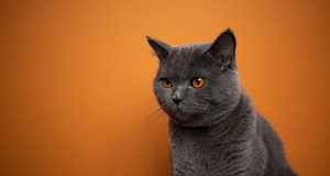 Quelle est la durée de vie d’un British Shorthair ?