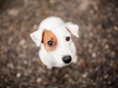 Quels sont les impacts des émotions humaines sur les chiens ? impacts des émotions humaines sur les chiens