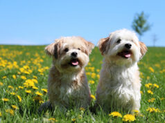 Quels sont les meilleurs petits chiens de compagnie ?