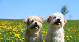 Quels sont les meilleurs petits chiens de compagnie ?