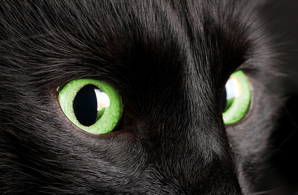 races de chats noirs aux yeux verts