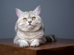 Est-ce que le British Shorthair miaule beaucoup ?