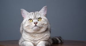 Est-ce que le British Shorthair miaule beaucoup ?