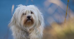 Les plus belles races de chien pesant 10 kilos