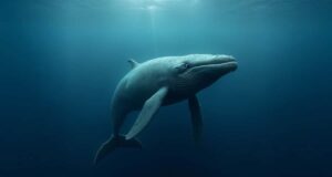 Pourquoi les baleines vivent-elles si longtemps ? Les secrets de la longévité marine